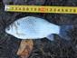 Carassius gibelio (Linnaeus, 1758)