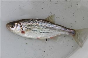 Alburnoides bipunctatus