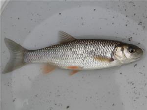 Leuciscus cephalus