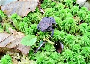 Bufo bufo na rašelinníku v slatinnej jelšine.