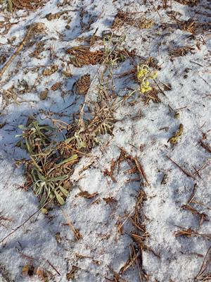 Helichrysum arenarium v zime.