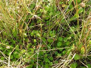 Hydrocotyle vulgaris v poraste ostríc a sitín - CHA Mešterova lúka.