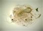 Bunops serricaudata (DADAY, 1888)