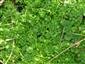 hottonia palustris v spoločnosti Hydrocotyle vulgaris - CHA Mešterova lúka.