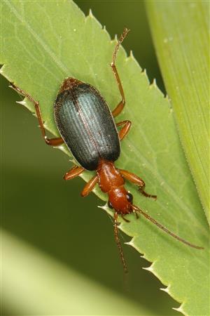 Brachinus (Brachinus) crepitans (Linnaeus, 1758)