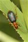 Brachinus (Brachinus) crepitans (Linnaeus, 1758)