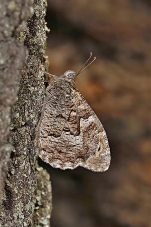 Hipparchia semele