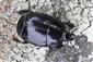 Margarinotus merdarius