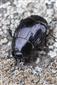 Margarinotus (Ptomister) merdarius (Hoffmann, 1803)