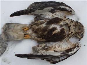 Buteo lagopus