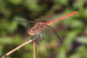 Sympetrum meridionale
