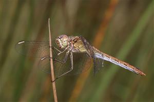 Sympetrum meridionale