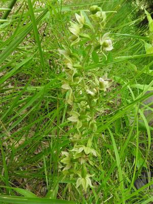 Epipactis helleborine v Gbelskom lese.