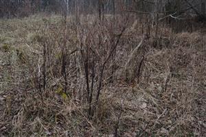 fallopia