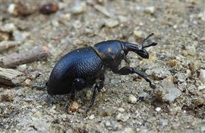 Nosáčik Liparus coronatus