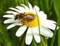 Halictus scabiosae (Rossius, 1790)