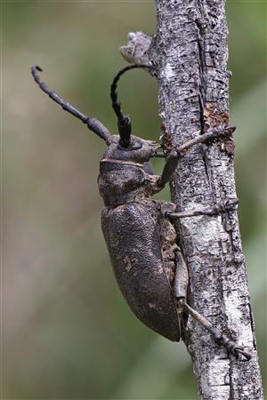 Lamia textor Linnaeus, 1758