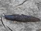 Limax maximus LINNAEUS, 1758