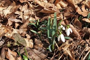 Galanthus nivalis.