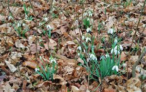 Galanthus nivalis.