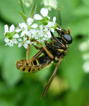 Temnostoma vespiforme