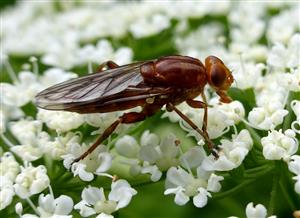 Hammerschmidtia ferruginea