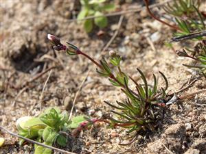 Spergula pentandra.