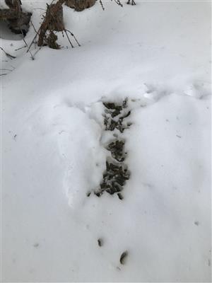 tetraoUrog_20210325