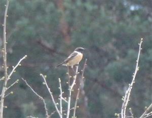saxicola torquata