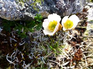 Ranunculus glacialis