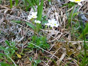 Androsace obtusifolia