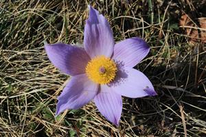 Pulsatilla grandis