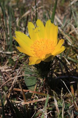 Adonis vernalis