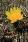 Adonis vernalis