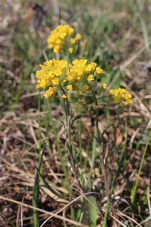 Alyssum gmelinii