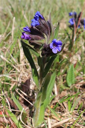 Pulmonaria angustifolia