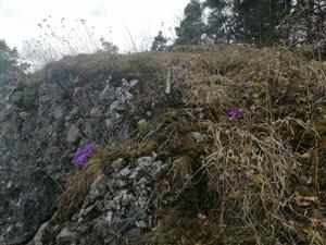 pulsatilla subslavica - TML Hvojtová