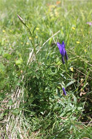 Gentiana pneumonanthe 2 ks vajicok_CKN 2418_Hostovice
