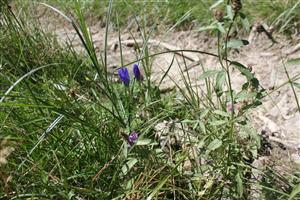 2 CKN 2417 Hostovice Gentiana pneumonanthe