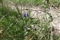 2 CKN 2417 Hostovice Gentiana pneumonanthe