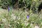 3 CKN 2417 Hostovice Gentiana pneumonanthe
