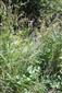 5 CKN 2417 Hostovice Gentiana pneumonanthe