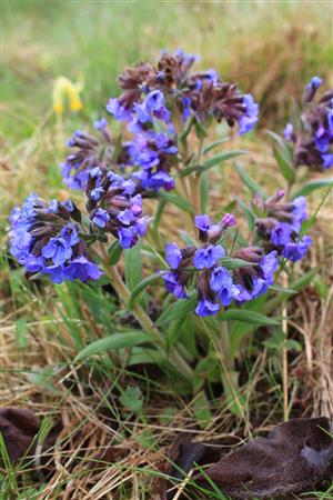 Pulmonaria angustifolia