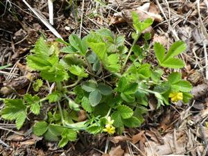 Aremonia agrimonoides