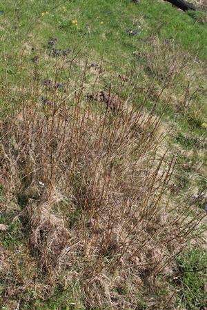 Salix starkeana