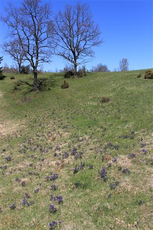Pulmonaria angustifolia