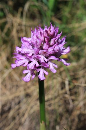 Orchis tridentata