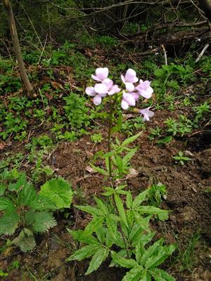 Cardamine bulbifera