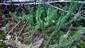 Lycopodium annotinum