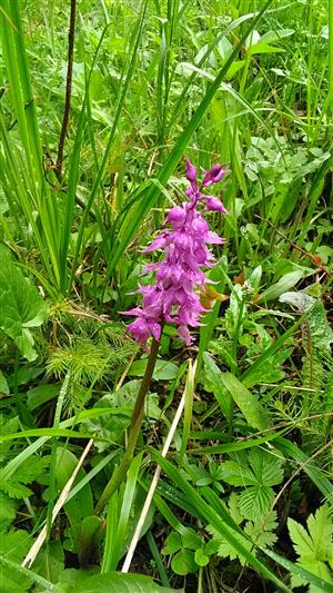 Orchis mascula